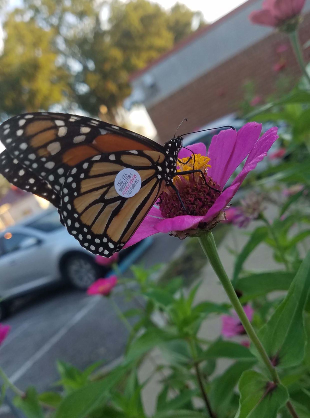 Butterfly